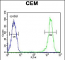 CASP3(Asp175) Antibody