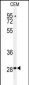 AP4985d-CASP3Asp175-Antibody