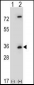 CASP3(Asp175) Antibody