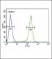 CCR7 Antibody (N-term)