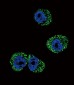 CCR7 Antibody (N-term)