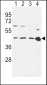 CCR7 Antibody (N-term)