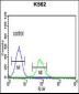 CHEK2 Antibody (N-term)