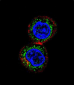 AP4999a-CHEK2-Antibody-N-term