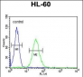 CD80 Antibody (C-term)