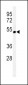 AP5022a-CHRNA3-Antibody-N-term