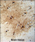 FABP7 Antibody (C-term)