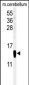 FABP7 Antibody (C-term)