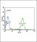 FOLR2 Antibody (N-term)