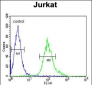 GNB1 Antibody (N-term)