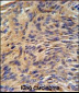 HSPA5 Antibody (Center)