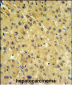 FOLH1 Antibody (Center)