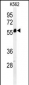 FOLH1 Antibody (Center)