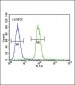 S100B Antibody