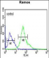 XBP1 Antibody (Center)