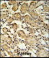 XBP1 Antibody (Center)