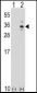 XBP1 Antibody (Center)