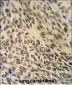 XRCC6 Antibody (C-term)