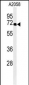 XRCC6 Antibody (C-term)