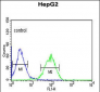 NR5A1 Antibody (N-term)