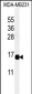 CXCL9 Antibody (C-term)