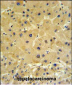 IFT20 Antibody (Center)