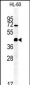 AP5138b-FKBPL-Antibody-C-term