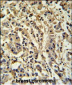 M Sirt3 Antibody (C-term)