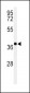 PAX6-T373 Antibody