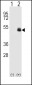 PAX6-T373 Antibody