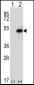 SPHK1 Antibody (C-term R414)
