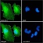 Goat Anti-ZO-1 Antibody