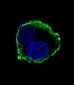 MMP14 Antibody (C-term)