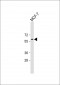 AFP Antibody (N-term)