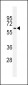 ATG14 Antibody (Center)