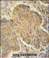 PSMD7 Antibody (C-term)