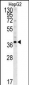 PSMD7 Antibody (C-term)