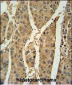 PRDX6 Antibody (Center)