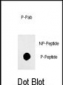 Phospho-Sox2(S249) Antibody