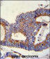 HSPA5 Antibody (C-term)