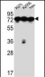 HSPA5 Antibody (C-term)