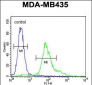 ERO1LB Antibody (C-term)