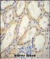 G6PC Antibody (Center)