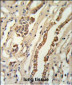 GMNN Antibody (Center Y111)