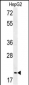 GMNN Antibody (Center Y111)