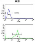 HOXC6 Antibody (C-term)