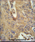 IL5RA Antibody (N-term)
