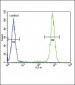 IL4 Antibody (C-term)