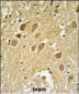 SCRN1 Antibody (N-term)