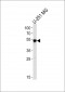 SCRN1 Antibody (N-term)